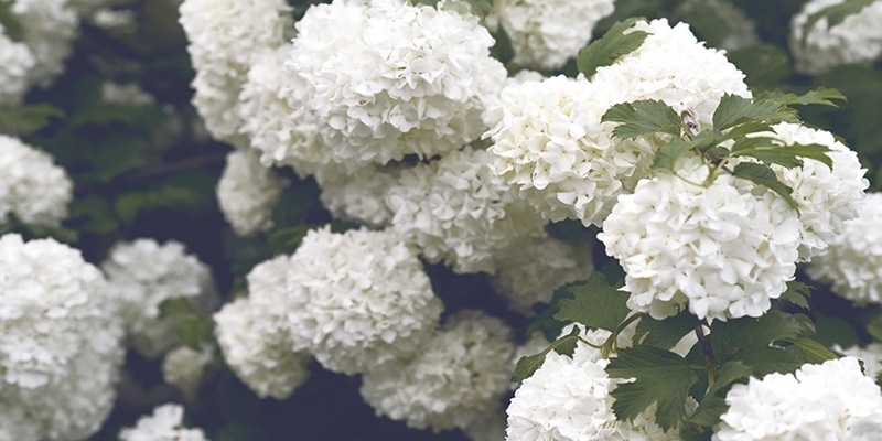 Mơ thấy màu trắng là hoa chứng tỏ có nhiều mối quan hệ tốt đẹp