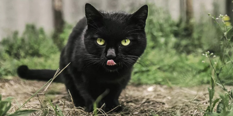 Mơ thấy mèo màu đen là mang đến những rủi ro, xui xẻo tiềm tàng